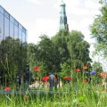 Blumenwiese+am+Besucherzentrum