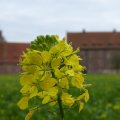 Senfblüte vor dem Schloss (26.10.2014)