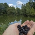 Brombeeren+pfl%C3%BCcken+am+Schoss