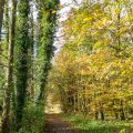 Der Herbst ist bunt